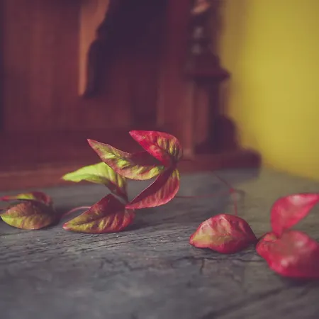 Antica Casa Nebiolo 아파트 포르타코마로