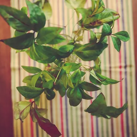 아파트 Antica Casa Nebiolo 포르타코마로