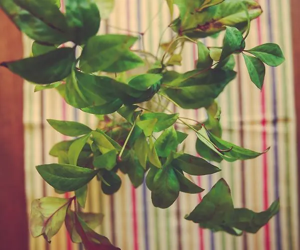 Apartamento Antica Casa Nebiolo Portacomaro